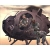 Gra PC Delta Force - Black Hawk Down: Team Sabre (wersja cyfrowa; ENG)-57922